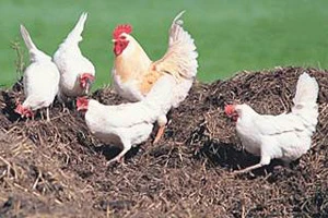 18 тонн куриного помёта было похищено в Буда-Кошелёвском районе