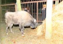 В Витебском зоопарке появился зубренок
