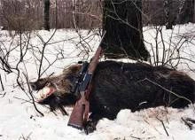 От рук браконьеров погибли три кабана в Витебской области