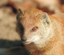 Новые жители Витебского зоопарка — мангусты