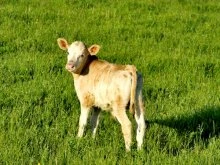 В Полоцком районе населению «продавали» уже умерших телят