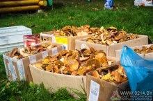 В Казимирово прошёл юбилейный грибной чемпионат (+фоторепортаж)