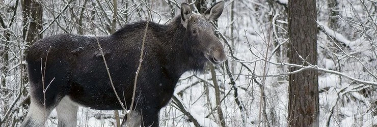 6 лет тюрьмы грозит браконьеру, завалившему беременную лосиху