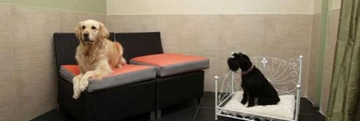 В Минске построят государственную гостиницу для животных