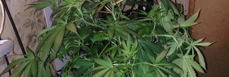 В Полоцке раскрыли подпольную нарколабораторию