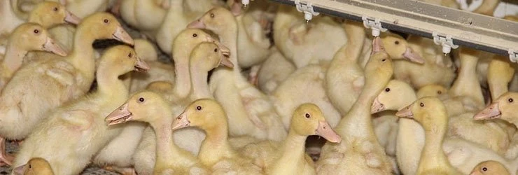 Беларусь ограничила ввоз российской птицы