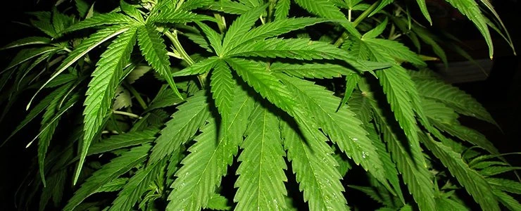 Тайную нарколабораторию обнаружили в Полоцке