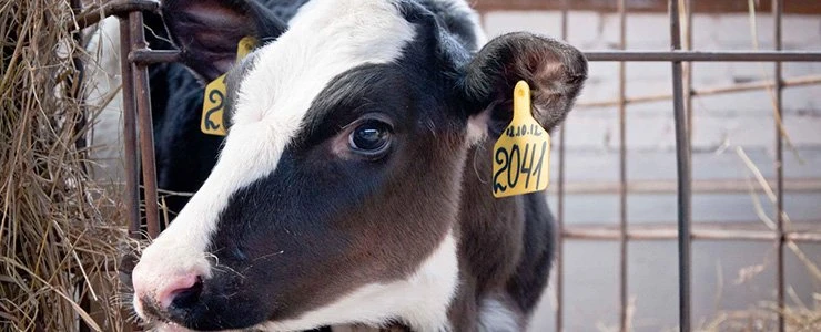 В ОАО «Близница» украден телёнок
