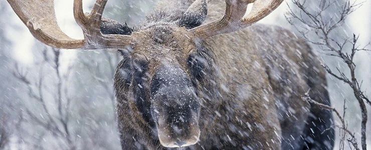 В Полоцком районе браконьеры разделывали тушу лося на глазах у проезжающих