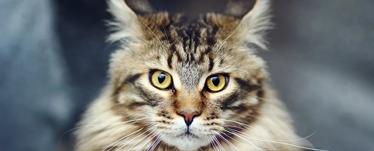 «Добрая фея» в Новополоцке выманила у школьницы $200, пообещав добыть мейн-куна