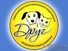Полоцкий райисполком прокомментировал ситуацию, сложившуюся с БООЗЖ «Друг». Как теперь живет приют и что станет с городскими собаками?