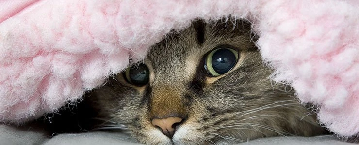 Погода в Полоцке и Новополоцке: холодно и без снега