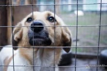 Приют для бездомных собак в Полоцке под угрозой выселения (большой спецрепортаж)