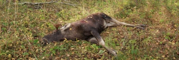 Житель Новополоцка незаконно добыл лося