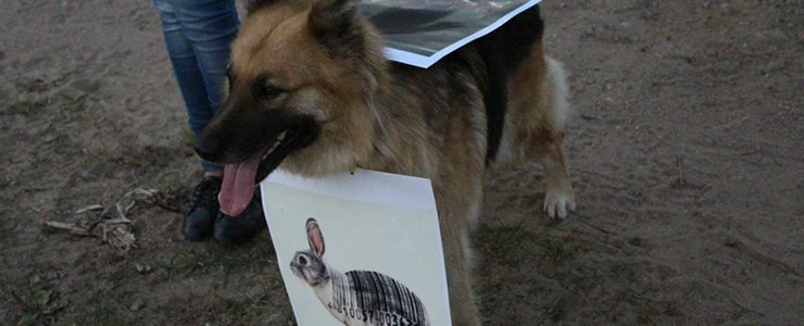 В Новополоцке на пикет против использования меха вышли собаки-инвалиды