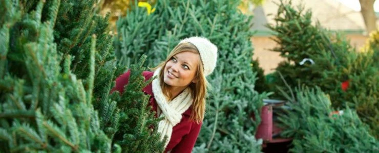 Где купить ёлку в Полоцке и Новополоцке?