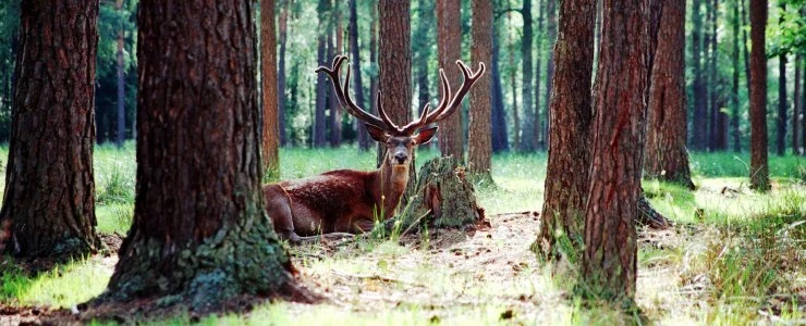 В Полоцке пройдут торги по охотничьим угодьям