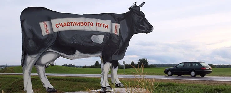 На границе Полоцкого и Ушачского районов водителей встречает буренка