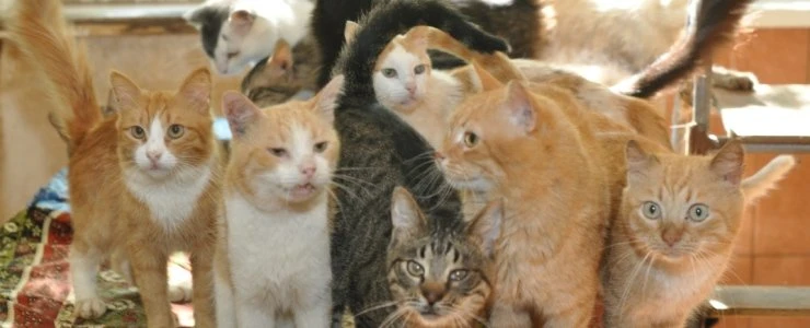 Антисанитарное состояние и более 10 домашних животных: жители Полоцка пожаловались в прокуратуру на «нехорошую» квартиру