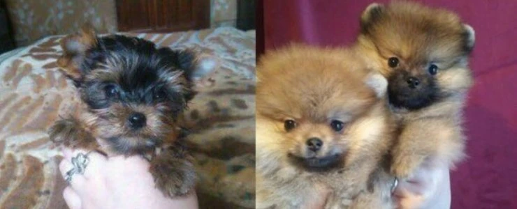 Семейная пара из Полоцка обманом завладела породистыми щенками — возбуждено уголовное дело