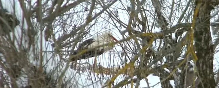 В Фариново неравнодушные люди спасают аиста, который не улетел на юг