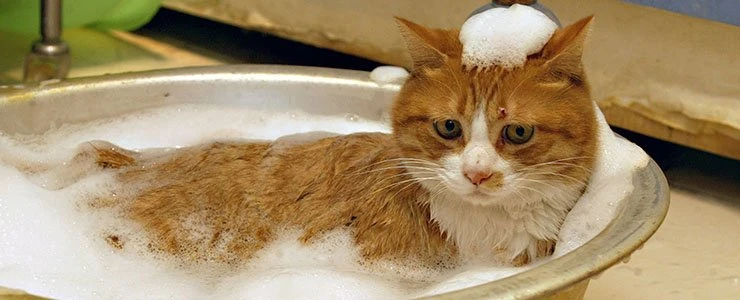 График отключения горячей воды в Полоцке в 2019 году