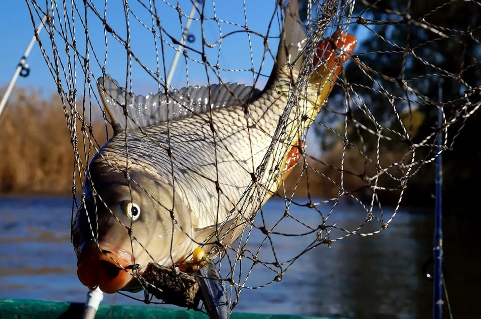 Незаконная рыбалка в Полоцком районе: двое мужчин получили год лишения свободы