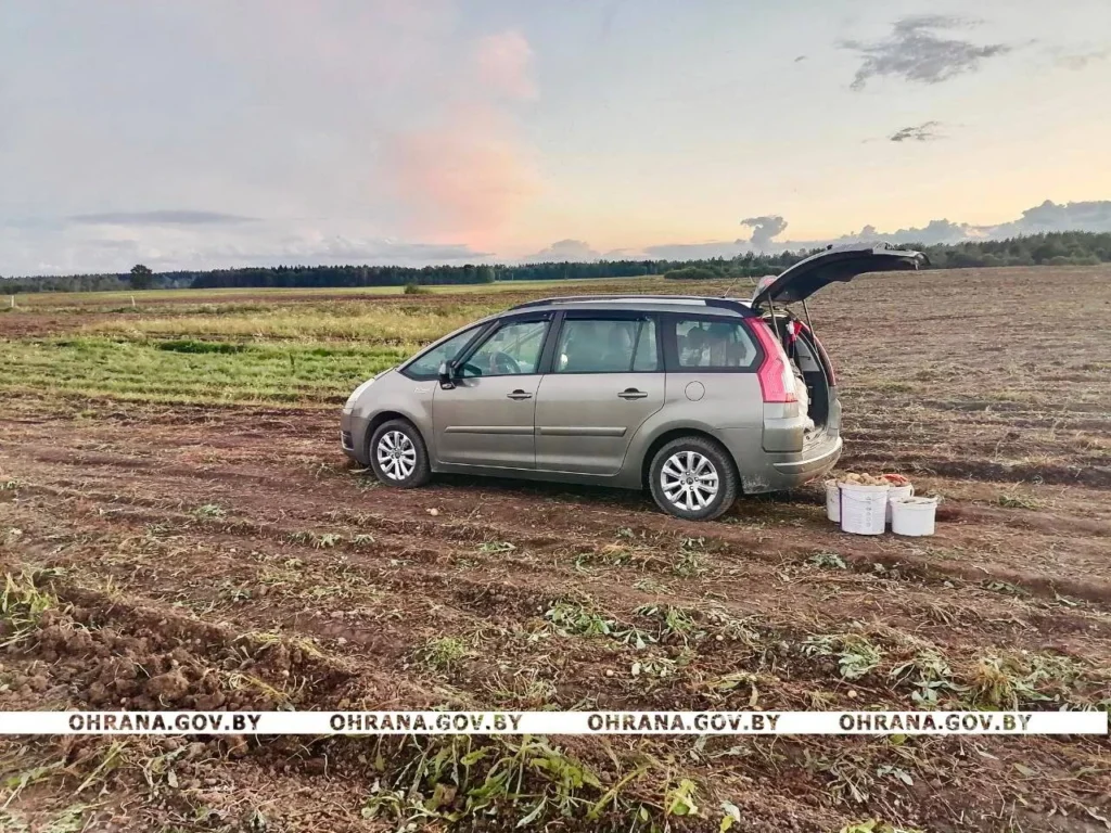 Житель Новополоцка задержан за незаконный сбор 200 кг овощей