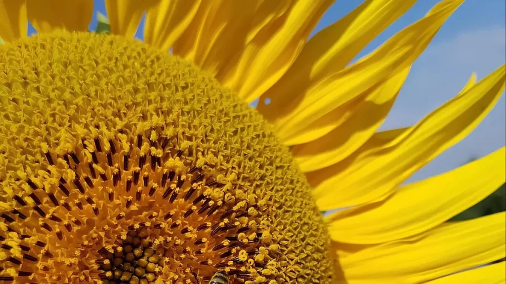 Прогноз погоды в Полоцке и Новополоцке на 2–4 сентября: тёплые дни и возможные дожди