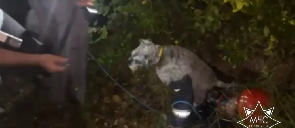 В Полоцке спасатели спасли собаку, упавшую в колодец