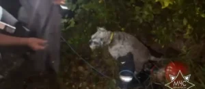В Полоцке спасатели спасли собаку, упавшую в колодец