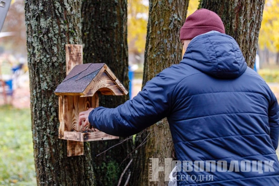 Белки поселились в парке Новополоцка: установлены домики и кормушки