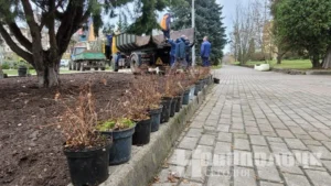 В Новополоцке обустраивают новые клумбы на перекрёстке Калинина и Молодёжной