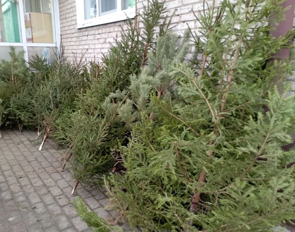 В Полоцке и Новополоцке будут продавать новогодние ёлки 20-31 декабря