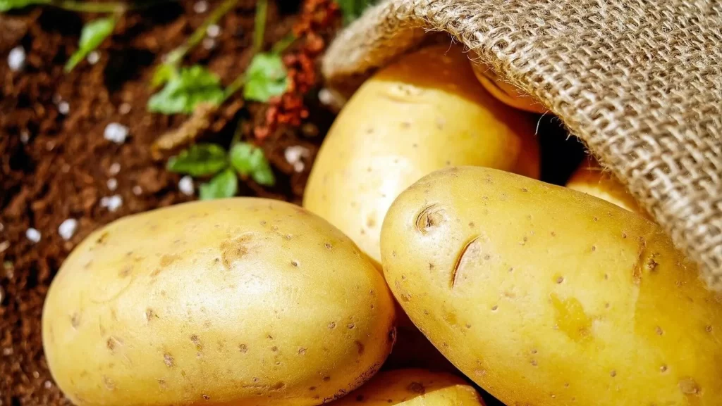 В белорусских магазинах ограничили размер продаваемого картофеля