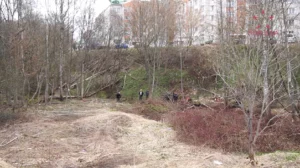 В Новополоцке благоустроят лес между 8 и 10 микрорайонами